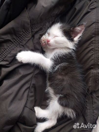 Котенок мальчик 1 месяц