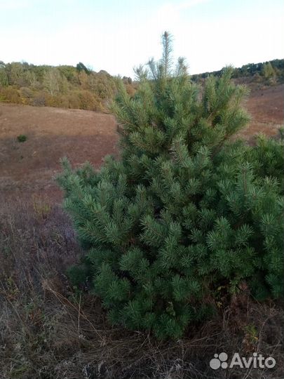 Сосна новогодняя оптом