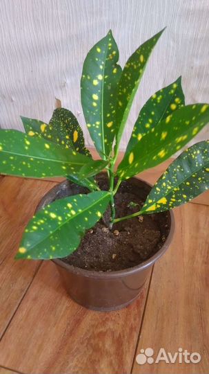 Кодиеум кротон