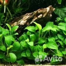 Анубиас нана