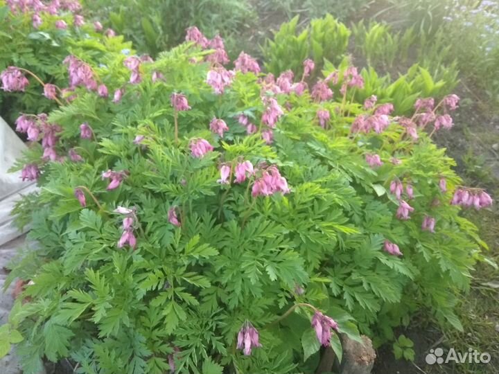 Каприфоль и многое другое