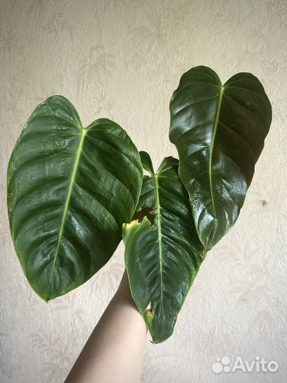 Редкий филодендрон эсмиралденси