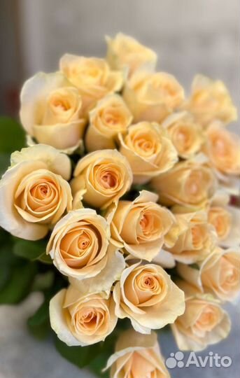 Букет 15 роз. Розы Голландия Цветы доставка