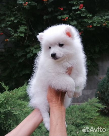 Красивый щенок японский шпиц