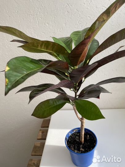 Кротон миссис айстон