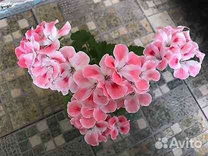 Тюльпановидные и другие сортовые пеларгонии