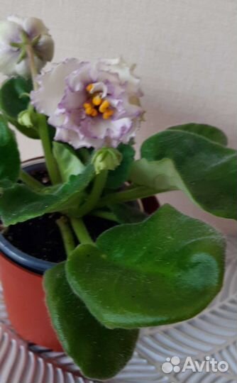 Фиалки сортовые