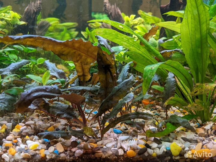 Криптокорины