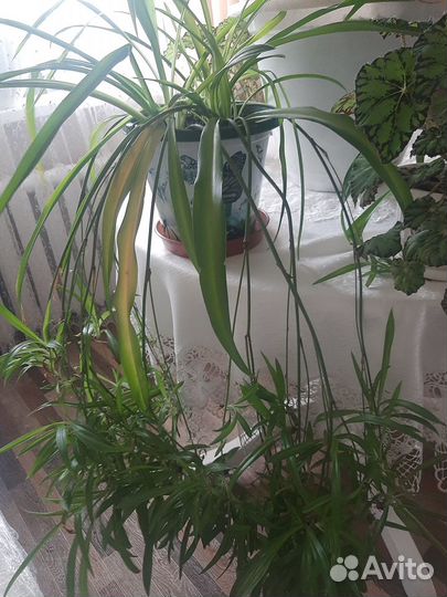 Комнатные цветы