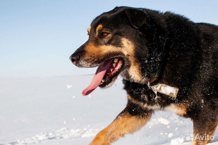 Собака из приюта в добрые руки бесплатно