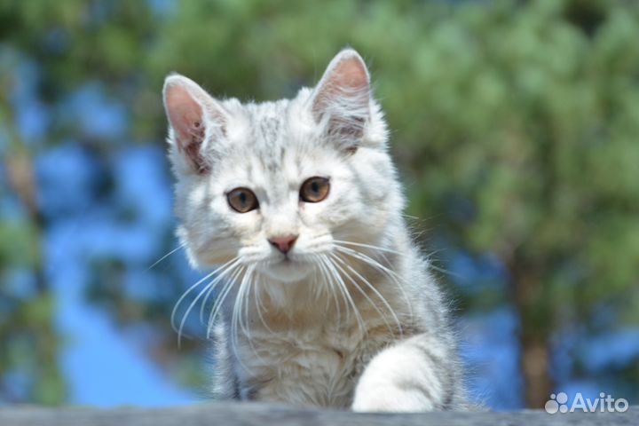 Курильский бобтейл