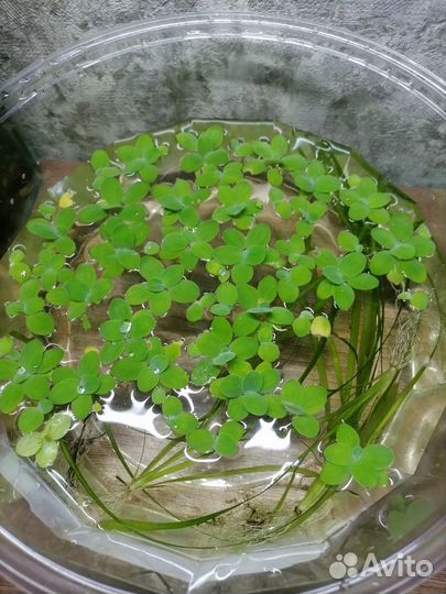 Растения пистия