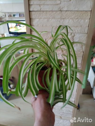 Хлорофитум кудрявый