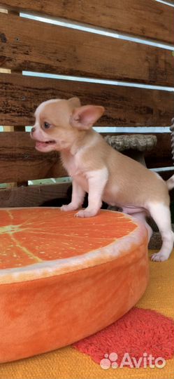 Мини мальчик чихуахуа