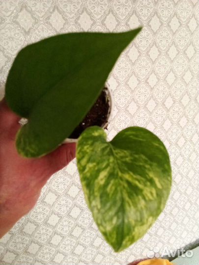 Эпипремнум Ауреа и Сциндапсус Экзотика