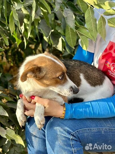 Отдам в добрые руки