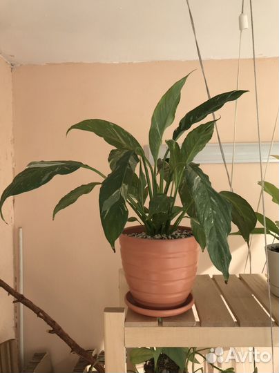 Комнатные растения цветы(обновлено)