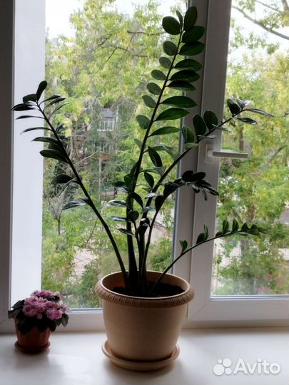 Замиокулькас