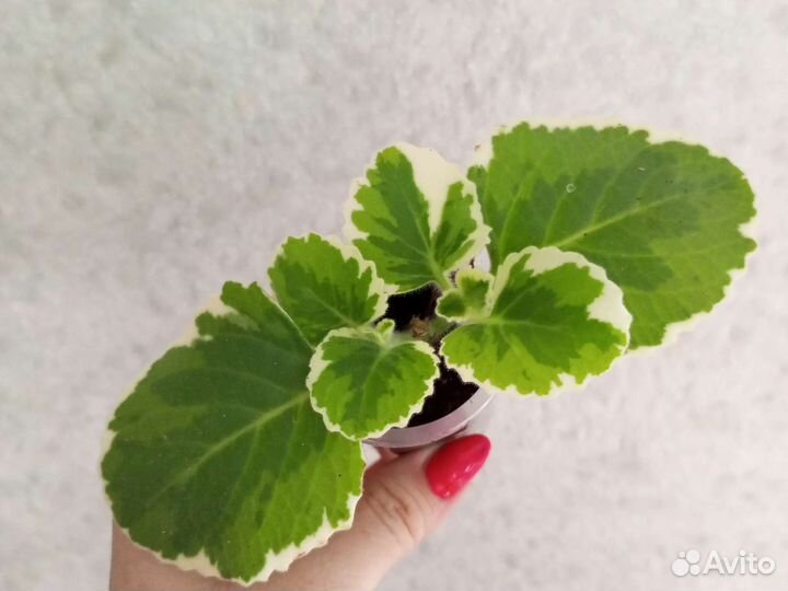 Оттона, плектрантус