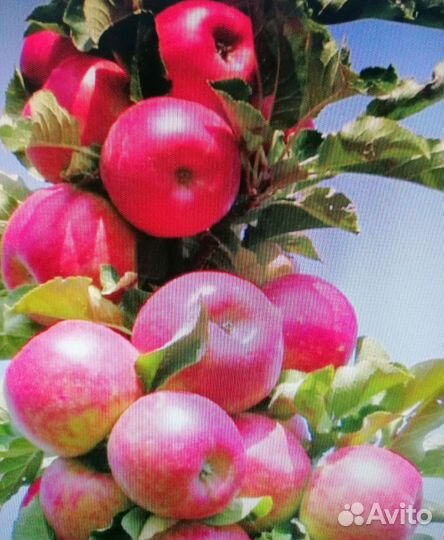 Яблоня колоновидная Медок
