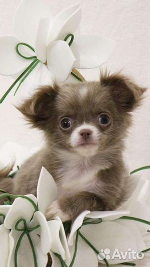 Щенки чихуахуа от супермини до стандарта