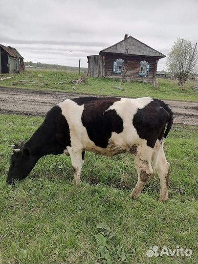 Корова стельная дойная