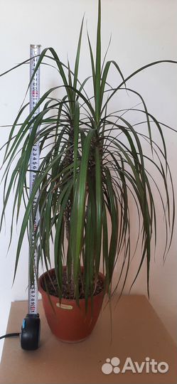 Драцена маргината