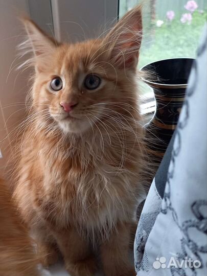 Котята мейн-кун