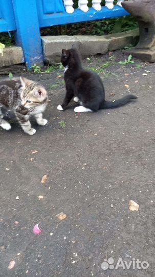 Кошка в дар