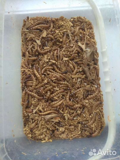 Зоофобус, зофобус, зоофобас, зофобас