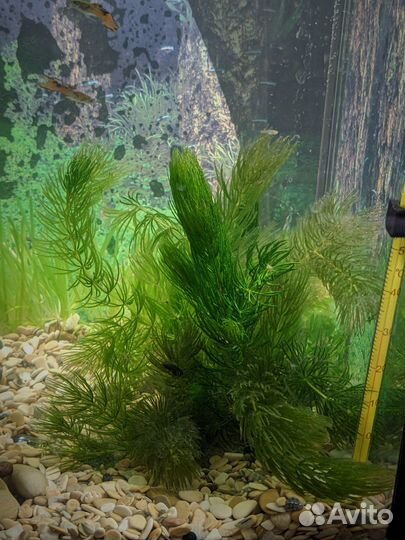 Водоросли для аквариума