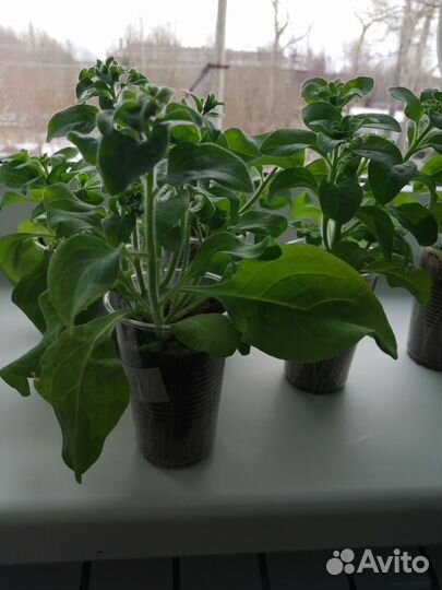 Продам рассаду петунии грандифлора