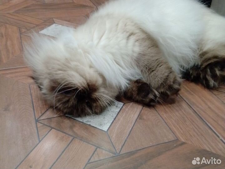 Шотландская вислоухая кошка вязка