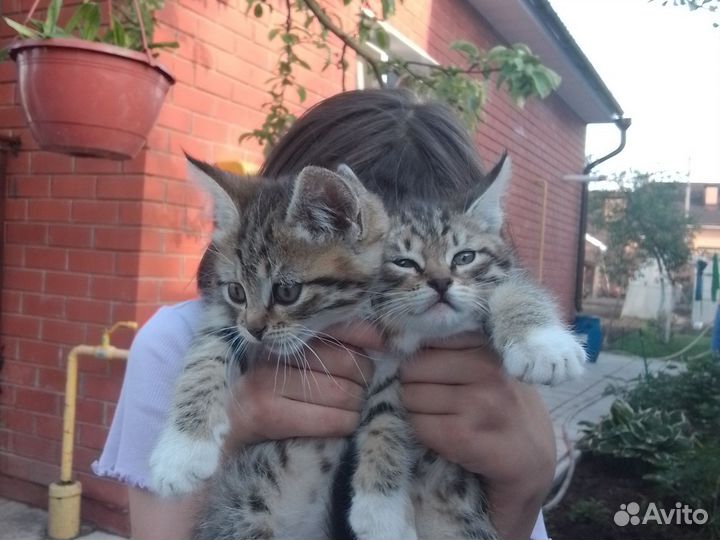 Котята