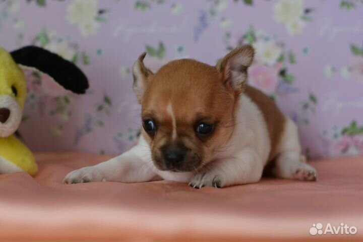 Шикарные малыши