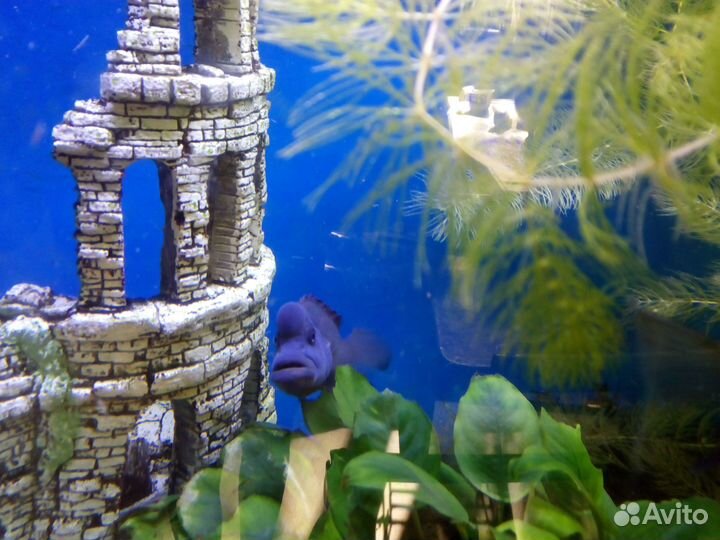 Рыбки цихлиды