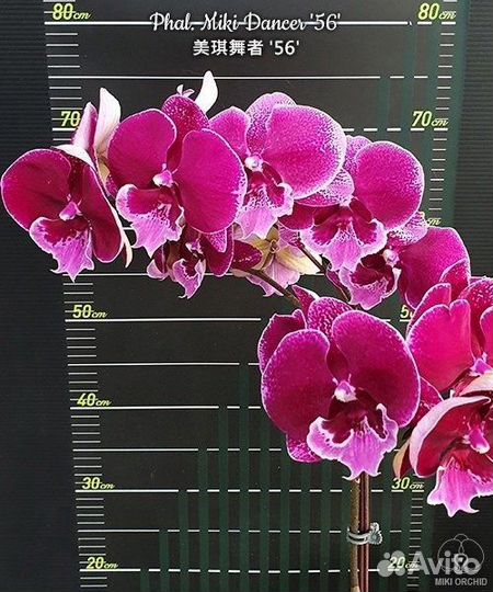 Орхидея Биг лип Мики Дансер