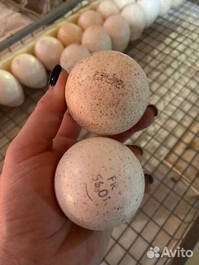 Инкубационное яйцо