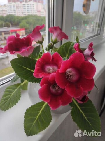 Глоксиния листок