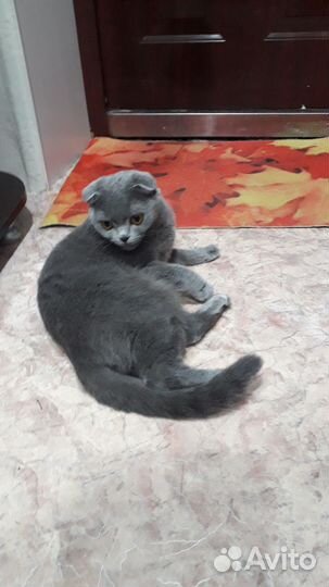 Кошечка ищет кота на вязку