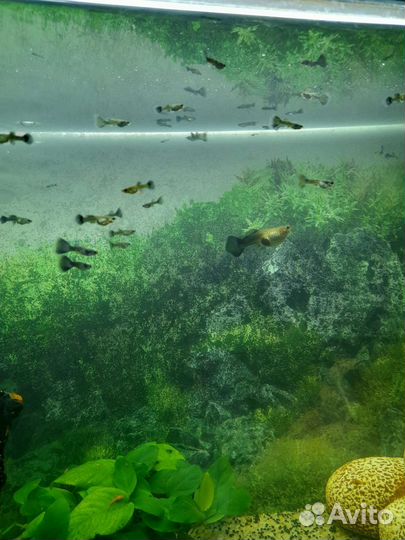 Гуппи синяя Москва