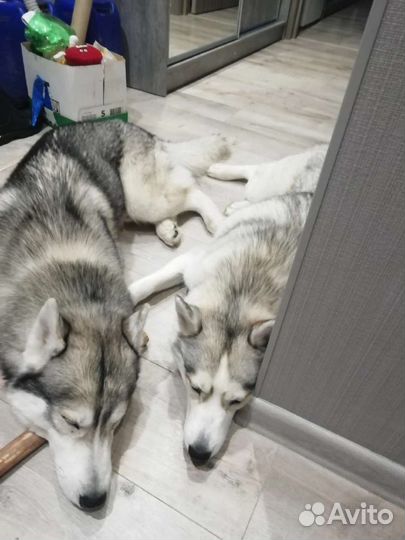 Хаски с голубыми глазами в аренду для фотосессии