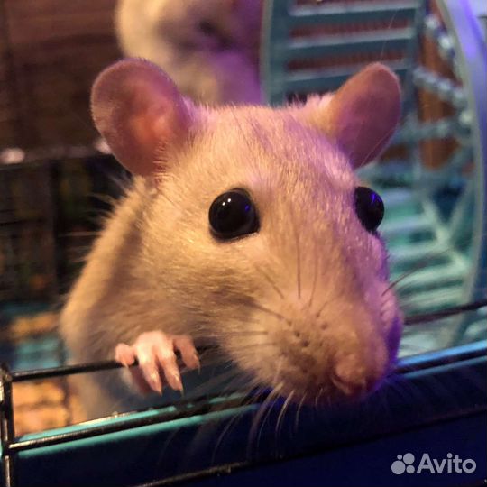 Крысы с клеткой