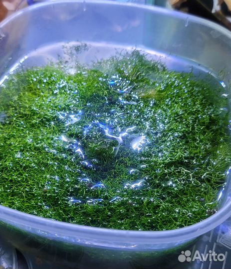 Роголистник,Валиснерия,мох Риччия,Ампулярии,Хелены