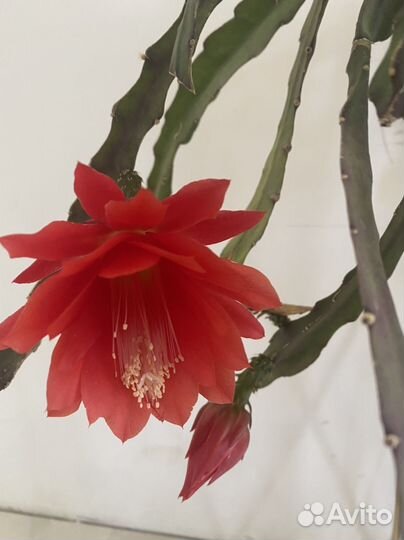 Эпифиллум большой