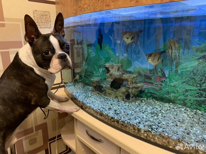 Бостон терьер кобель. Вязка