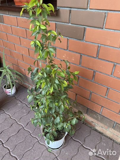 Фикус бенджамина