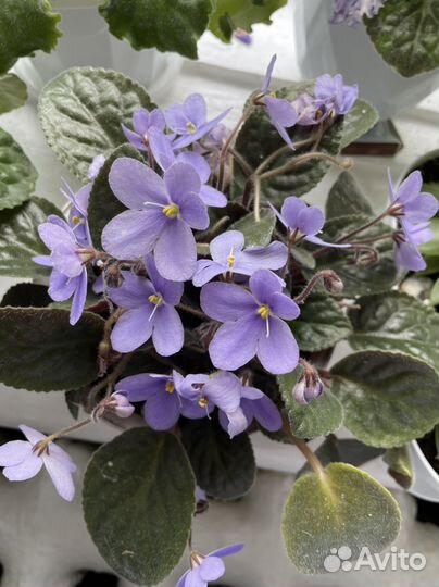 Сортовые фиалки