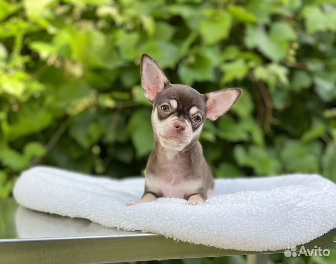 Щенки чихуахуа девочка шоколад с подпал