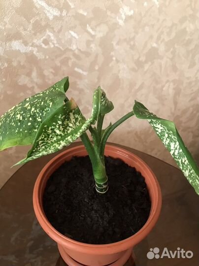 Диффенбахия